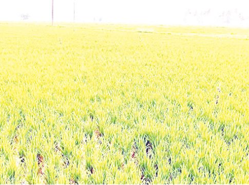रायगड जिल्ह्यात उन्हाळी भातक्षेत्राला लागली घरघर