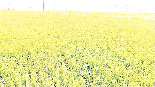 रायगड जिल्ह्यात उन्हाळी भातक्षेत्राला लागली घरघर