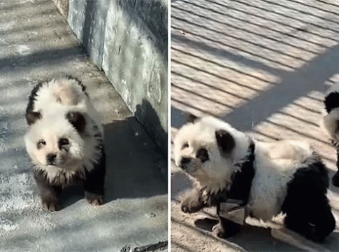 China panda news : अशी ही बनवाबनवी! प्राणिसंग्रहालयात पांडा नव्हते म्हणून कुत्र्यांना दिला काळा-पांढरा रंग