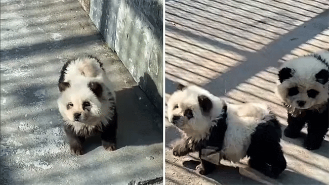 China panda news : अशी ही बनवाबनवी! प्राणिसंग्रहालयात पांडा नव्हते म्हणून कुत्र्यांना दिला काळा-पांढरा रंग