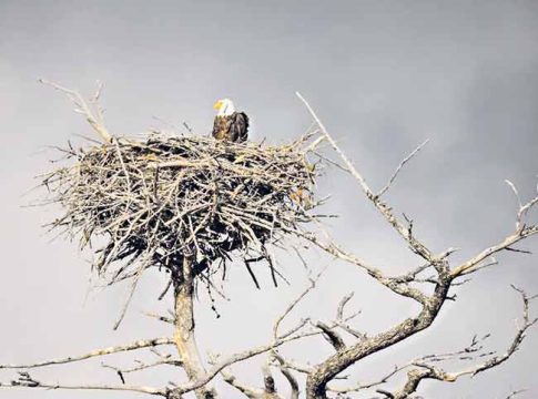 आकाशी झेप घे रे पाखरा...