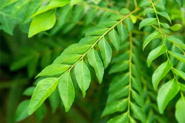 Health: सकाळी रिकाम्या पोटी कडिपत्ता खाल्ल्याने दूर होतील हे आजार