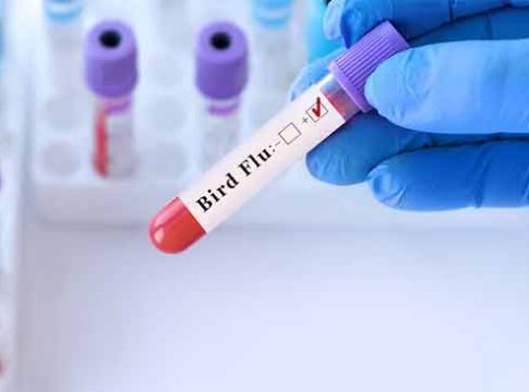 Bird Flu : धोक्याची घंटा! कोरोनानंतर जगभरात बर्ड फ्लूचे थैमान