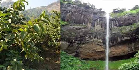 Pandavkada Falls : पांडवकडाच्या पायथ्याशी फुलली वनराई!