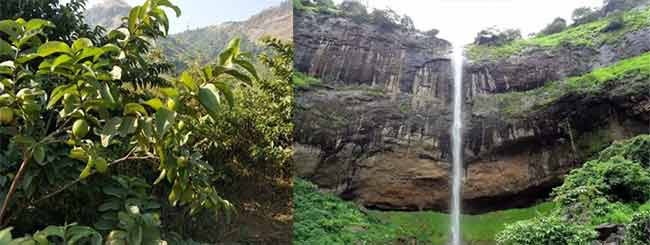 Pandavkada Falls : पांडवकडाच्या पायथ्याशी फुलली वनराई!