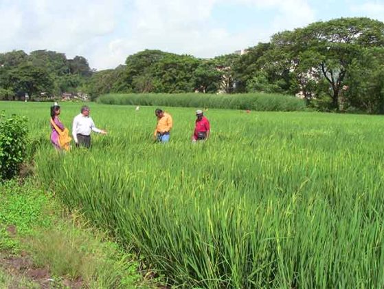 Rice Farming : बळीराजा सुखावला! लहरी पावसातही भाताचे राब पूर्ण