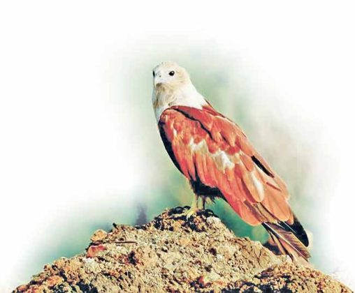 Brahminy Kite : गरुडासारख्या दिसणाऱ्या ब्राह्मणी घारीचे ठाणे खाडीत दर्शन