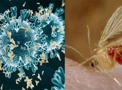 Chandipura Virus : चांदीपुरा व्हायरसचे थैमान! २७ लोकांना प्रादुर्भाव; १५ जणांचा मृत्यू