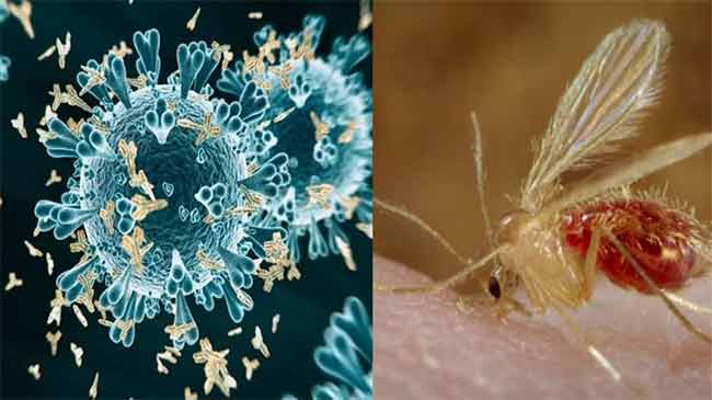 Chandipura Virus : चांदीपुरा व्हायरसचे थैमान! २७ लोकांना प्रादुर्भाव; १५ जणांचा मृत्यू