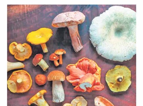 कवकांची अद्भुत दुनिया!