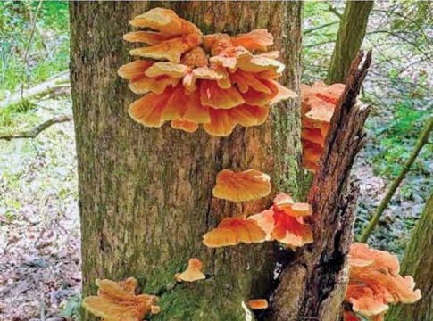 कवकांची अद्भुत दुनिया ! (भाग १)