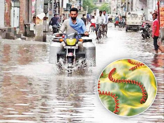 Leptospirosis : रायगड जिल्ह्यात आढळले लेप्टोस्पायरोसिसचे १६८ रुग्ण!