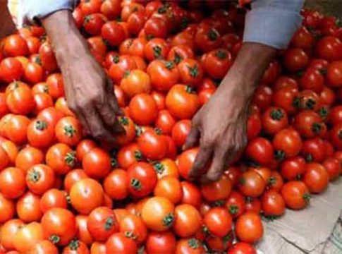 Vegetable Prices: लवकरच कमी होणार टोमॅटो, कांदा आणि बटाट्याचे दर