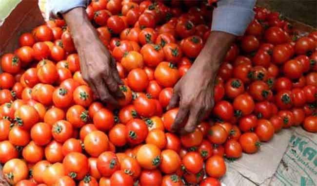 Vegetable Prices: लवकरच कमी होणार टोमॅटो, कांदा आणि बटाट्याचे दर