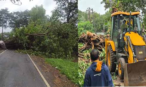 Indapur News : इंदापूर मार्गावर शेकडो वर्षे जुने वडाचे झाड कोसळले; वाहतूक ठप्प!