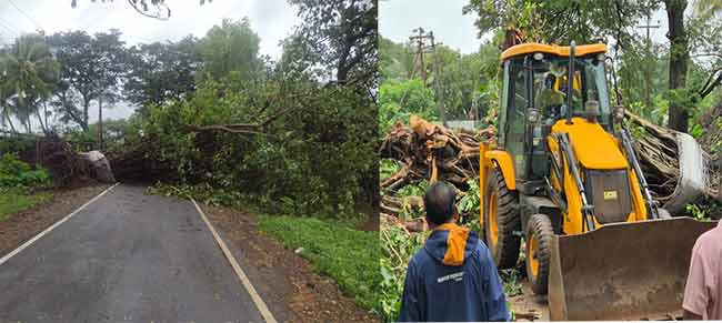 Indapur News : इंदापूर मार्गावर शेकडो वर्षे जुने वडाचे झाड कोसळले; वाहतूक ठप्प!