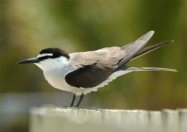 Bridled Tern : खोल समुद्रातील ‘ब्रायडल्ड टर्न’ समुद्र पक्ष्याचे ऐरोली खाडीत दर्शन!