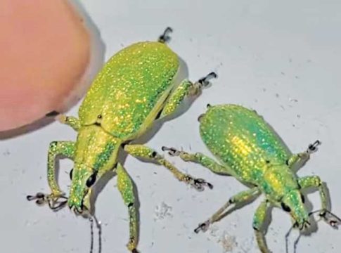 ॲमेझॉनची गुढगाथा (भाग ६)