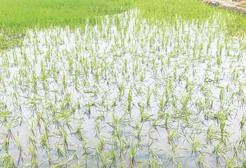 कोकणातील शेती पाण्याखाली...!