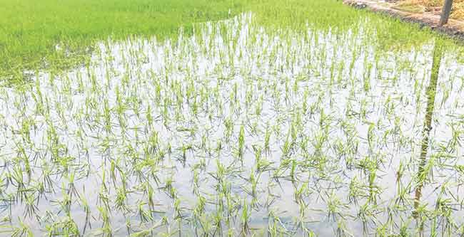 कोकणातील शेती पाण्याखाली…!