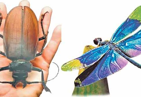 ॲमेझॉनची गुढगाथा