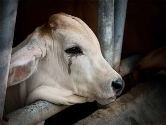 Raigad News : रायगडमध्ये लंपीचे थैमान! ७० ते ८० जनावरांना रोगाचा प्रादुर्भाव