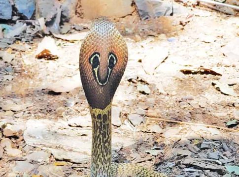 माणसांच्या घुसखोरीमुळे पर्यावरणातील जैव साखळीच धोक्यात