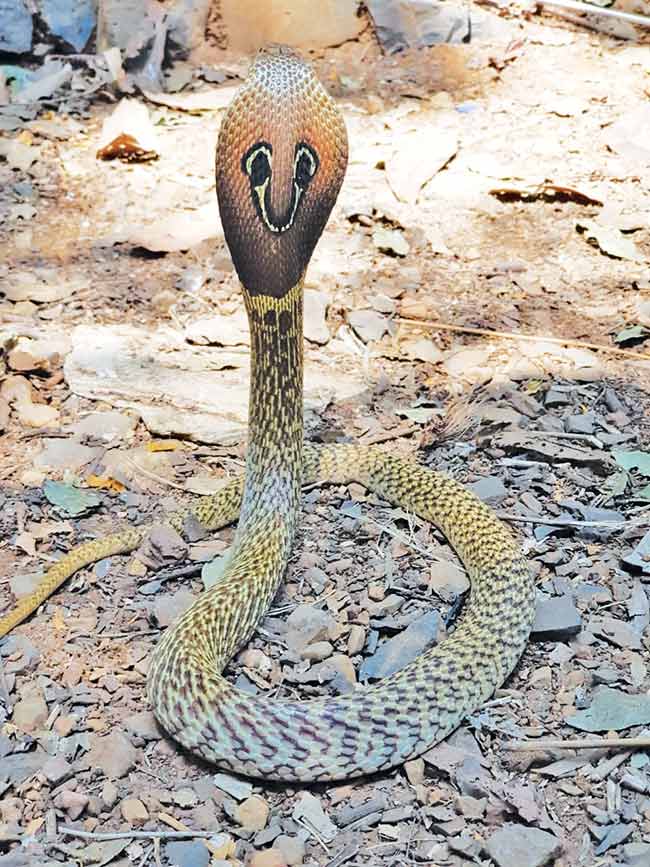माणसांच्या घुसखोरीमुळे पर्यावरणातील जैव साखळीच धोक्यात