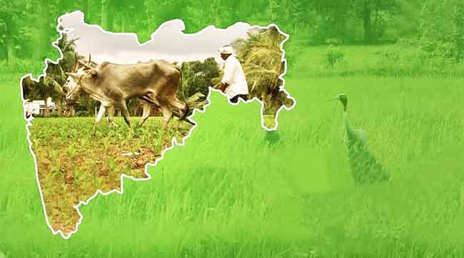 साडेसात दशकानंतरही कृषीक्षेत्र आजही डगमगतेय!
