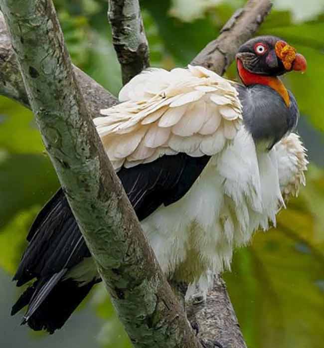 ॲमेझॉनची गुढगाथा (भाग ८)