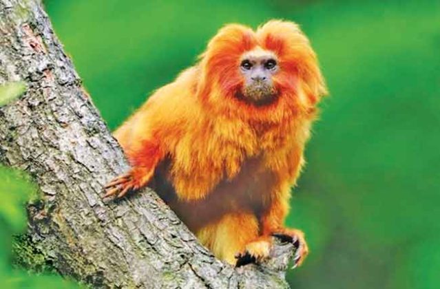 ॲमेझॉनची गुढगाथा (भाग ९)