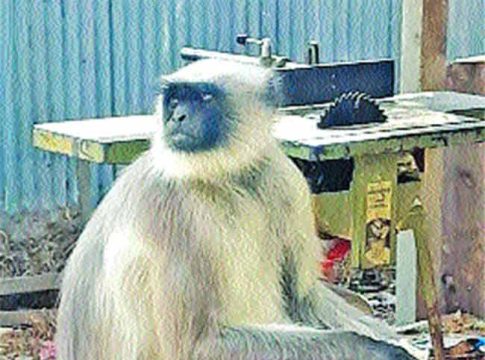 सोलापुरात चार दिवसांपासून वानरांचा हैदोस!