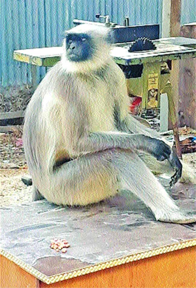 सोलापुरात चार दिवसांपासून वानरांचा हैदोस!