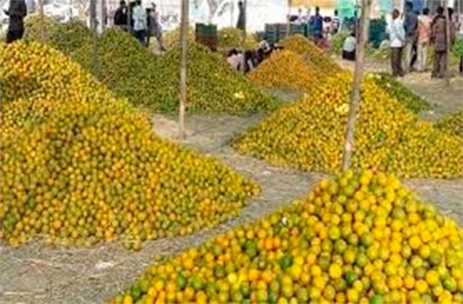 Health: संत्र्याच्या सालीचे हे फायदे ऐकून तुम्ही कधीच टाकणार नाही…