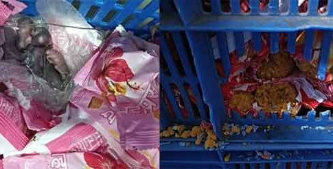 Siddhivinayak Prasad : भाविकांच्या जीवाशी खेळ! सिद्धिविनायक मंदिराच्या प्रसादात उंदराची पिल्लं