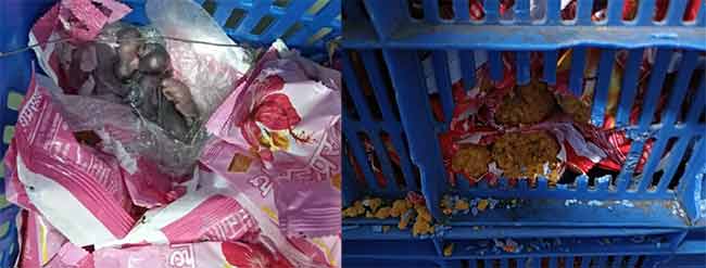 Siddhivinayak Prasad : भाविकांच्या जीवाशी खेळ! सिद्धिविनायक मंदिराच्या प्रसादात उंदराची पिल्लं