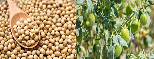 Soybeans Price Hike : सोयाबीन, हरभऱ्याच्या दरात पहिल्यांदा वाढ; हंगामपूर्व दिलासा!