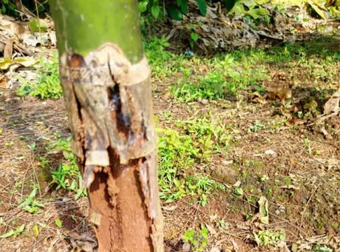 सुपारीच्या झाडांची खोडे कुजल्याने बागायतदार अडचणीत!