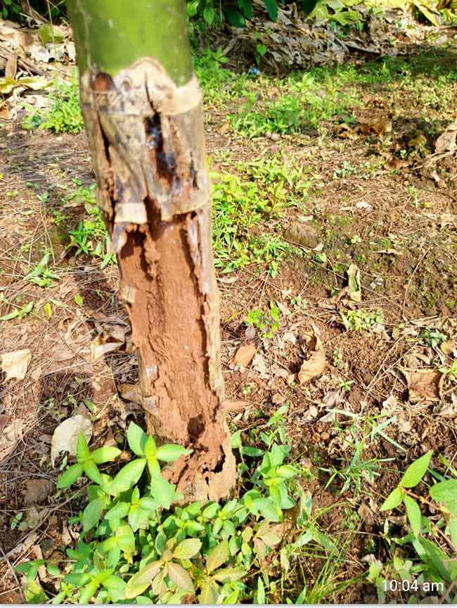 सुपारीच्या झाडांची खोडे कुजल्याने बागायतदार अडचणीत!