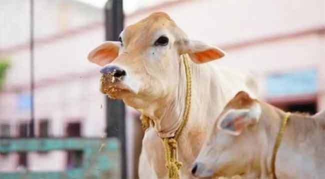 आठवड्यातून तीन दिवस करा हे काम, घरातून निघून जाईल गरिबी