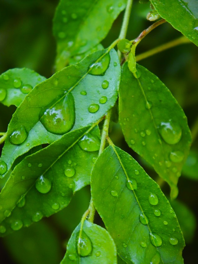 Curry Leaves Benefits : केसांसाठी कढीपत्त्याचे ‘हे’ ७ फायदे नक्की ट्राय करा; केसांना बनवतील घनदाट