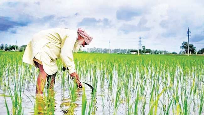 पंजाबचे वाळवंट?