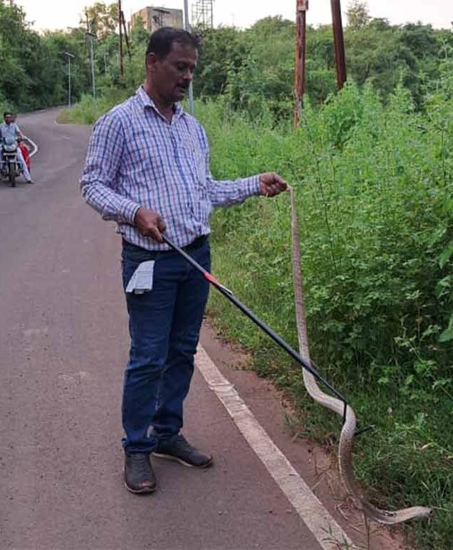 संदीप घरत यांनी दिले पाचफुटी नागाला जीवदान!