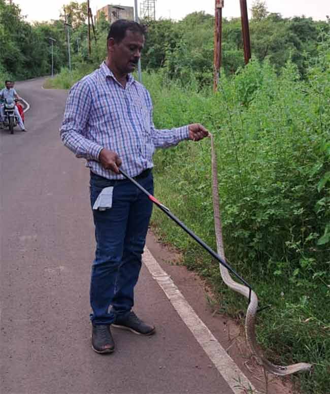 संदीप घरत यांनी दिले पाचफुटी नागाला जीवदान!