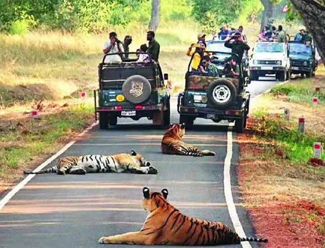 ताडोबाचे दरवाजे २ ऑक्टोबरपासून उघडणार