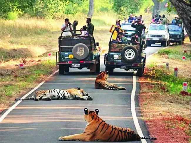 ताडोबाचे दरवाजे २ ऑक्टोबरपासून उघडणार