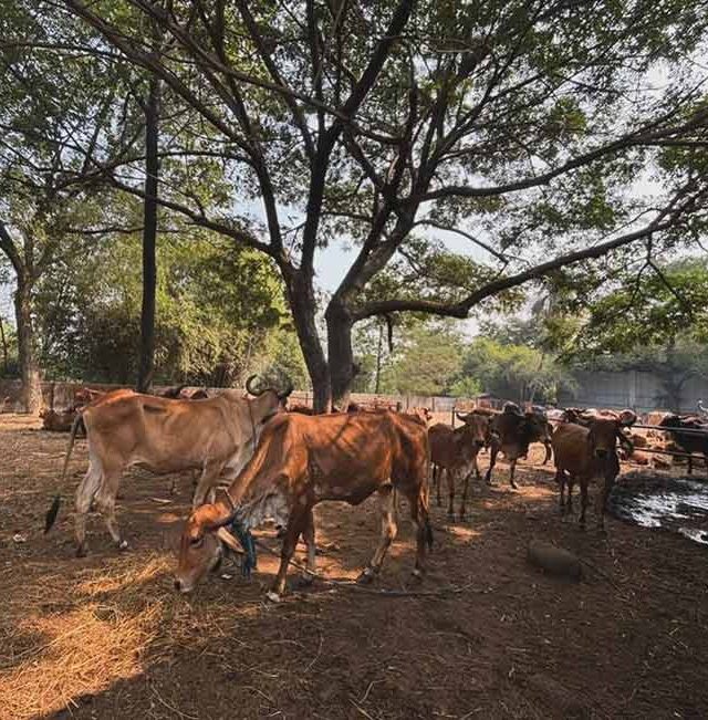 Livestock census : हिंगोली जिल्ह्यात उद्यापासून पशुगणनेला प्रारंभ!