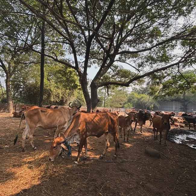 Livestock census