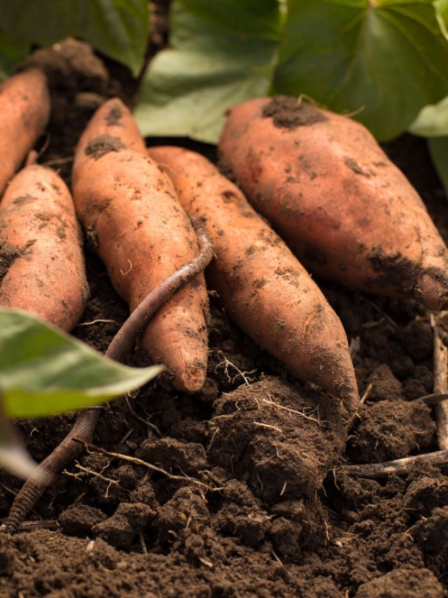 Sweet Potato Benefits : रताळे खाण्याचे आरोग्यदायी फायदे!