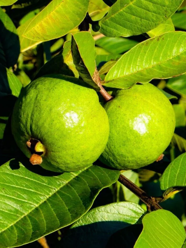Guava Benefits : हिवाळ्यात ज्याला मीठ मसाला लावून खाता त्याचे आहेत ‘हे’ आरोग्यदायी फायदे!
